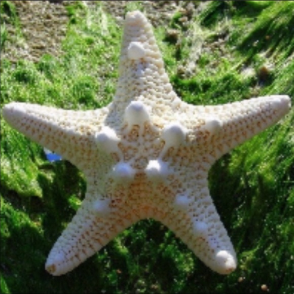 NWT White starfish barrette - Picture 3 of 5